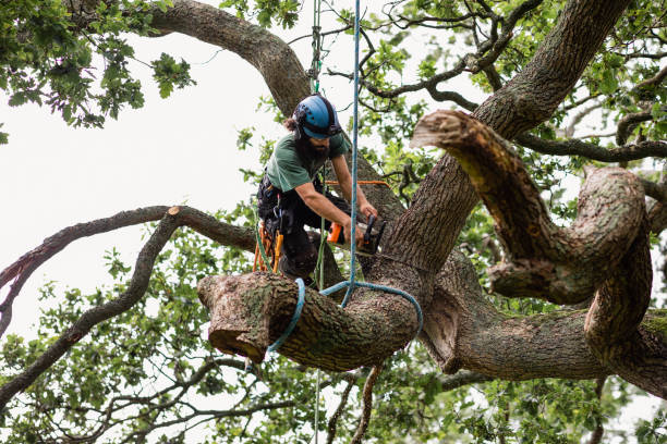 How Our Tree Care Process Works  in  Pilot Rock, OR